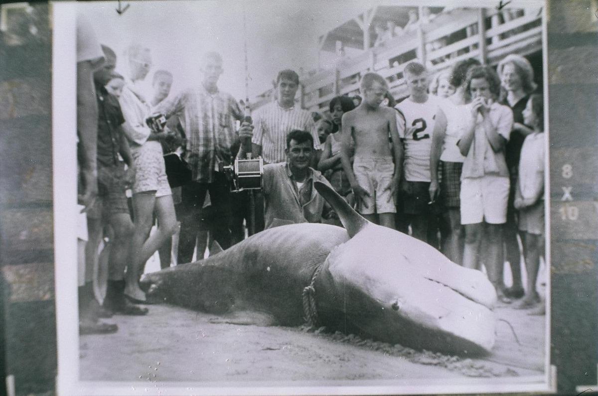 a black and white photo showing a group of people gathered around a large tiger shark